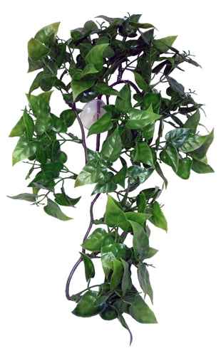 Komodo Philodendron-Pflanze